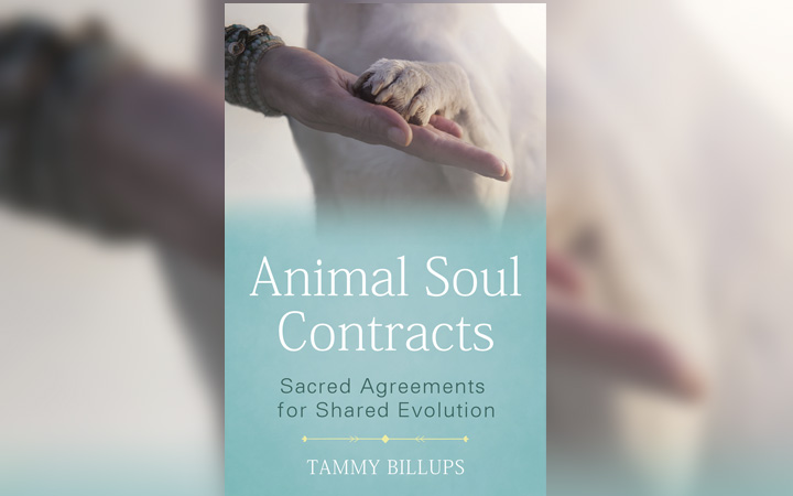 Types of Soul Contracts Defined